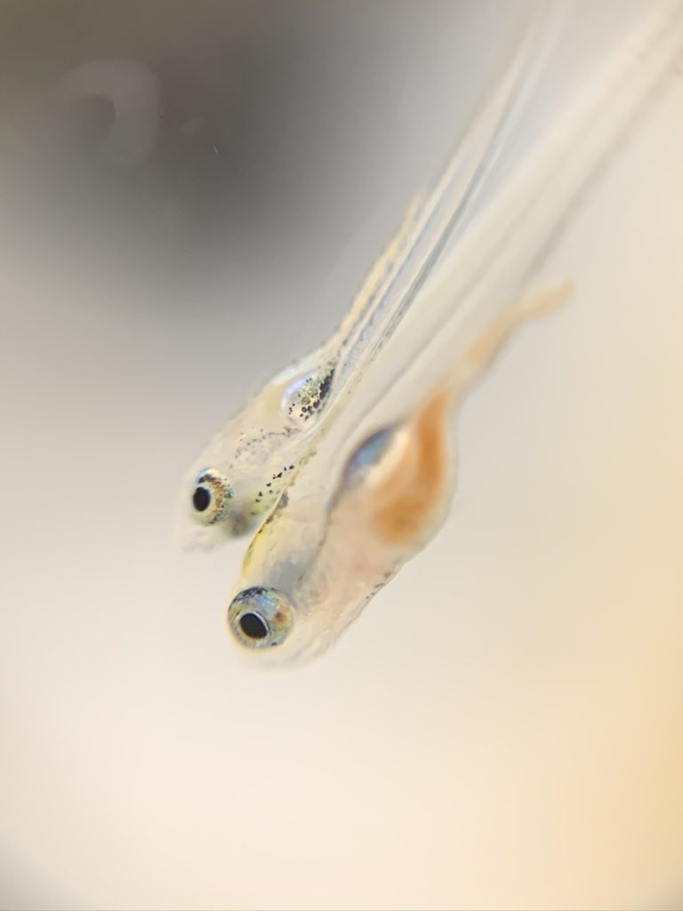 larva pez cebra que come artemia y seramicrón