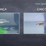 peces cebra macho y hembra