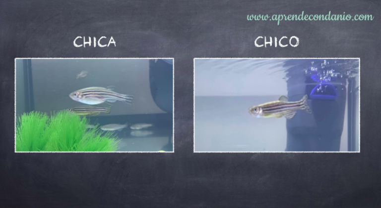 peces cebra macho y hembra