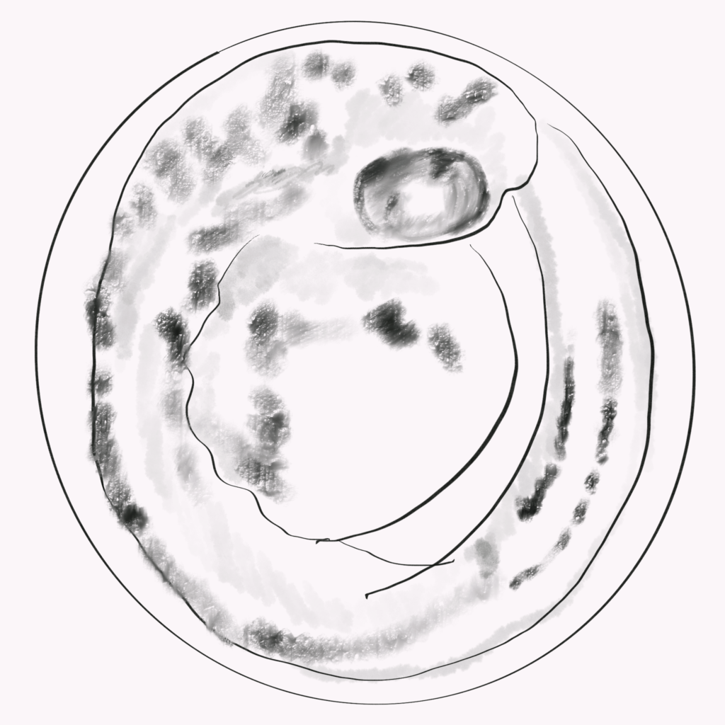 Dibujo de embrión de Danio rerio