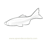 Dibujo de pez para colorear
