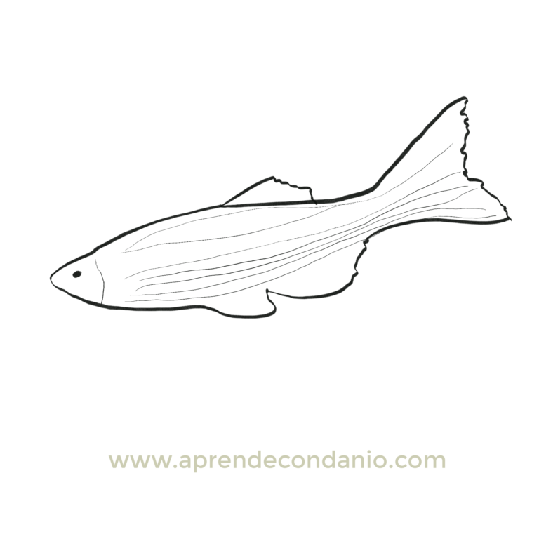 Dibujo de pez para colorear