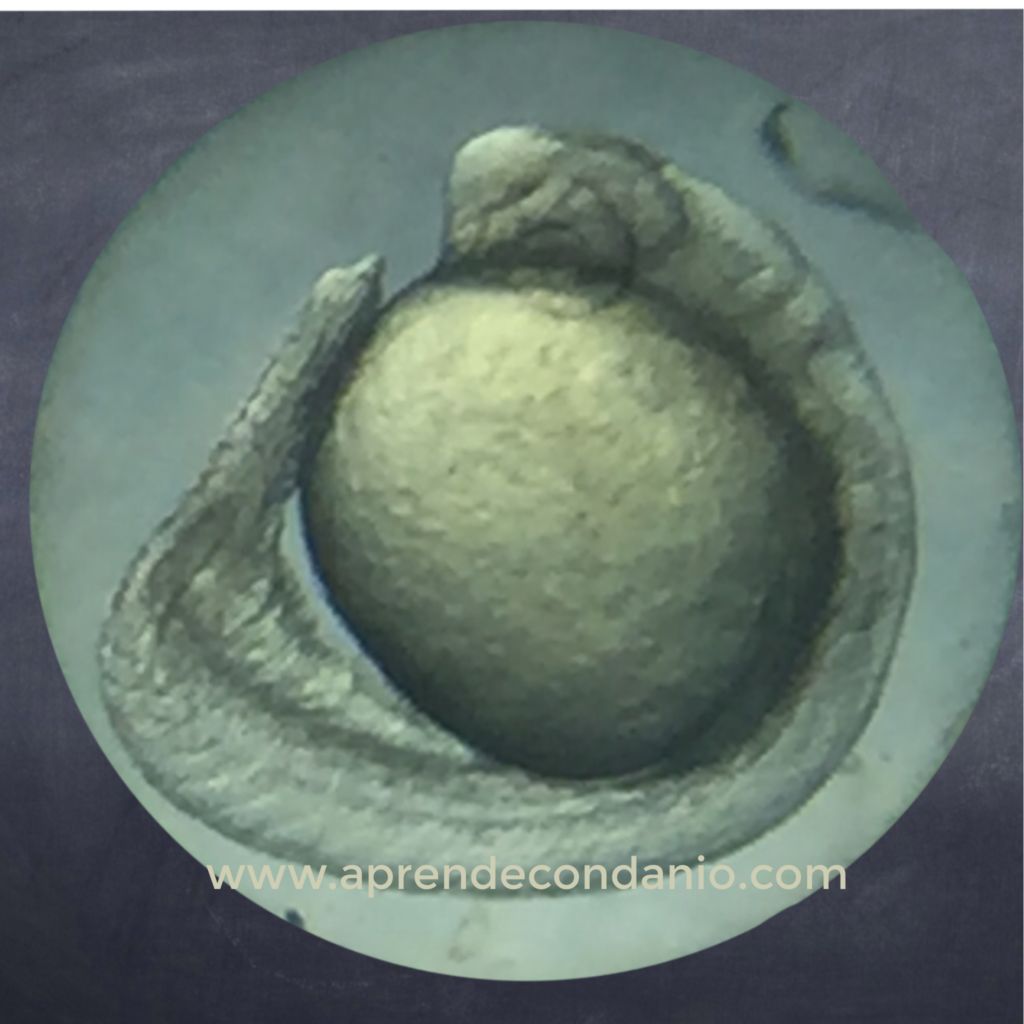 Foto de embrión de pez cebra. Segmentación