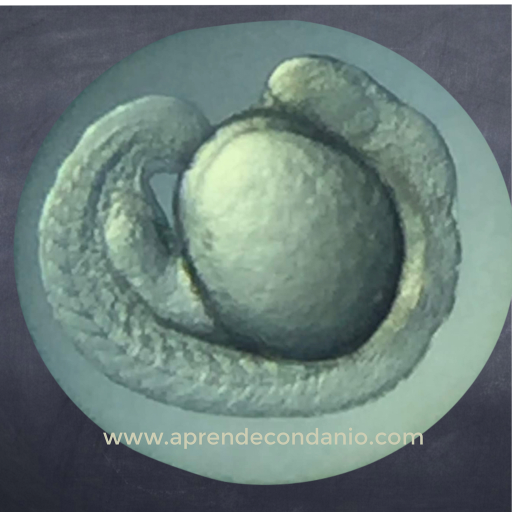 Foto de embrión de pez cebra. Segmentación