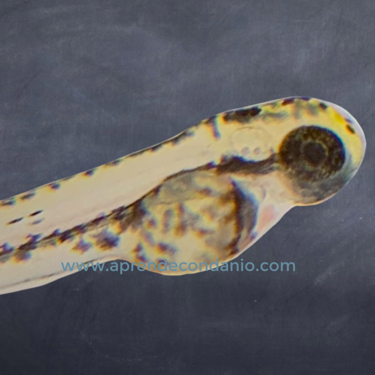 Foto de larva de pez cebra eclosionada
