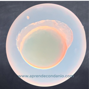 Foto de embrión de pez cebra. Clivaje