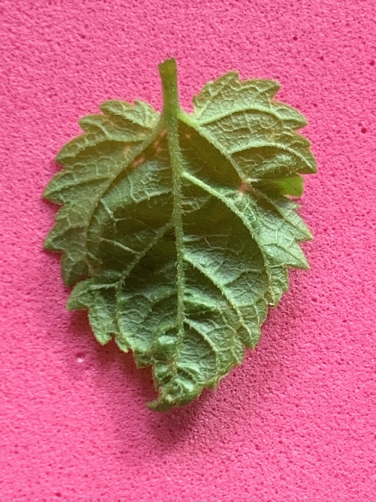 Hoja de árbol