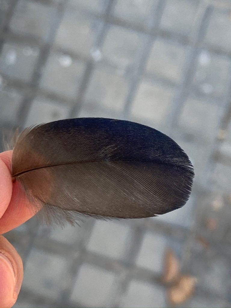 Pluma de urraca