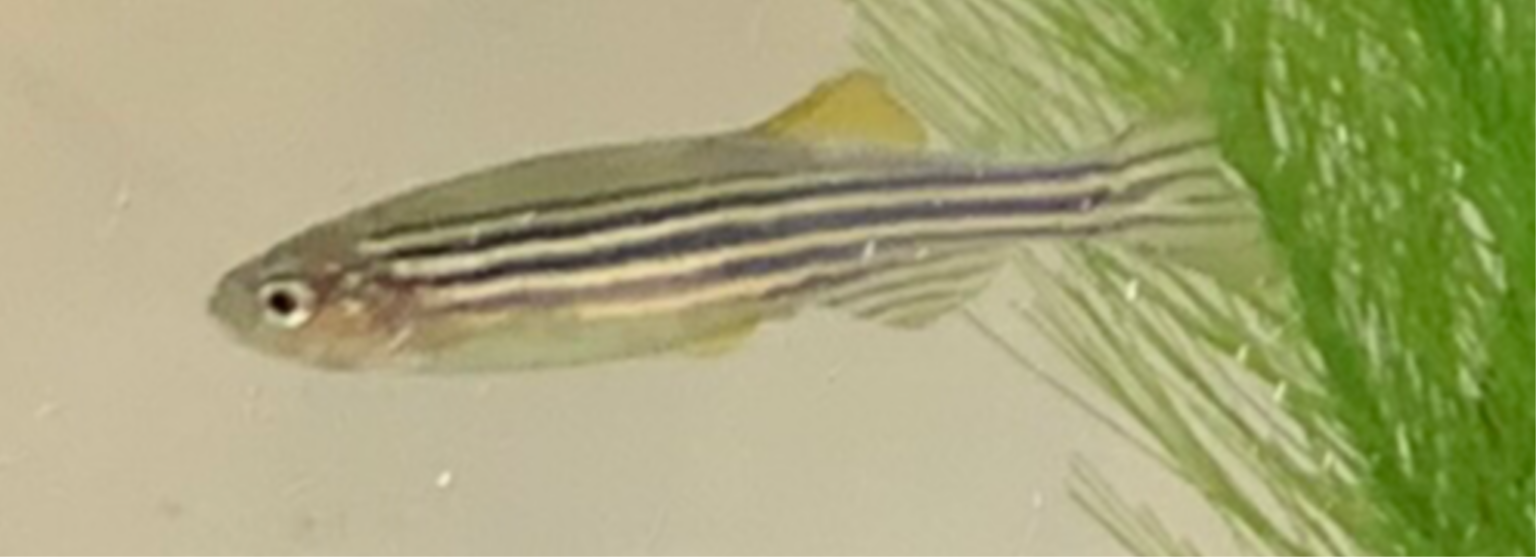 The zebra fish. Discover it.