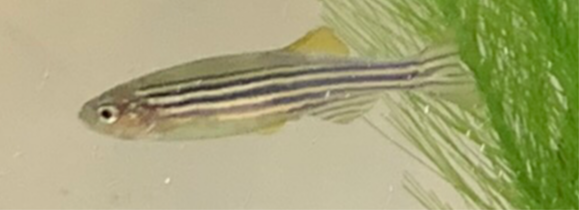 The zebra fish. Discover it.