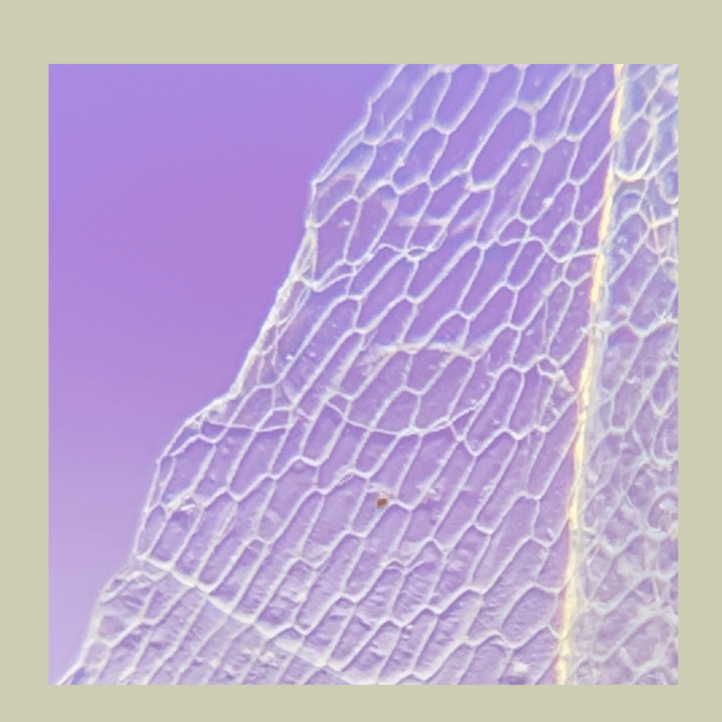 experimentos microscopio