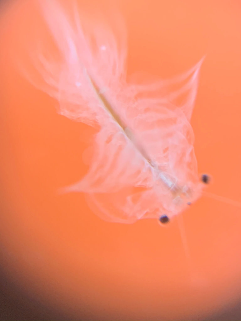 artemia salina adulta