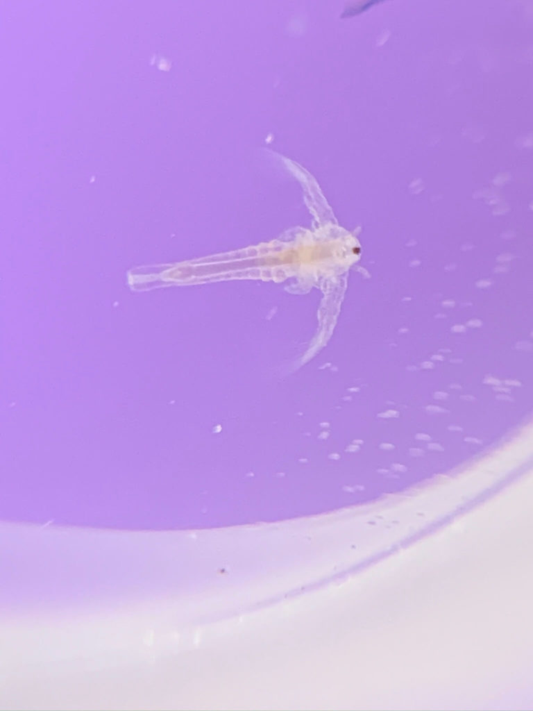 Artemia salina