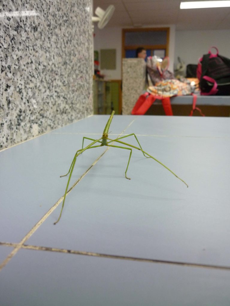 insecto palo dibujo