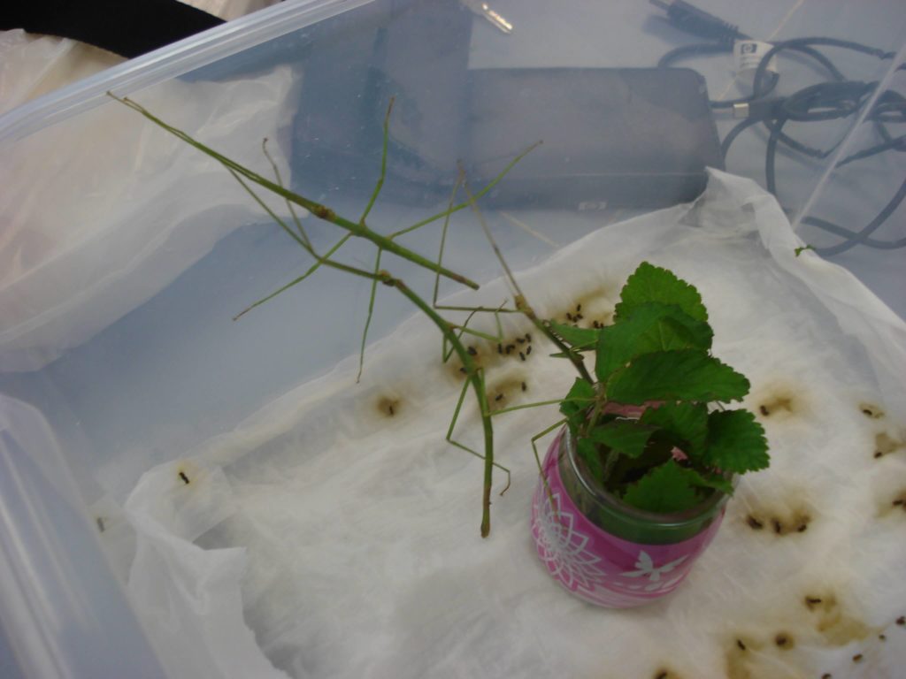 Cómo criar insectos palo. alimentación del insecto paloHuevos insecto palo. Proyecto steam secundaria