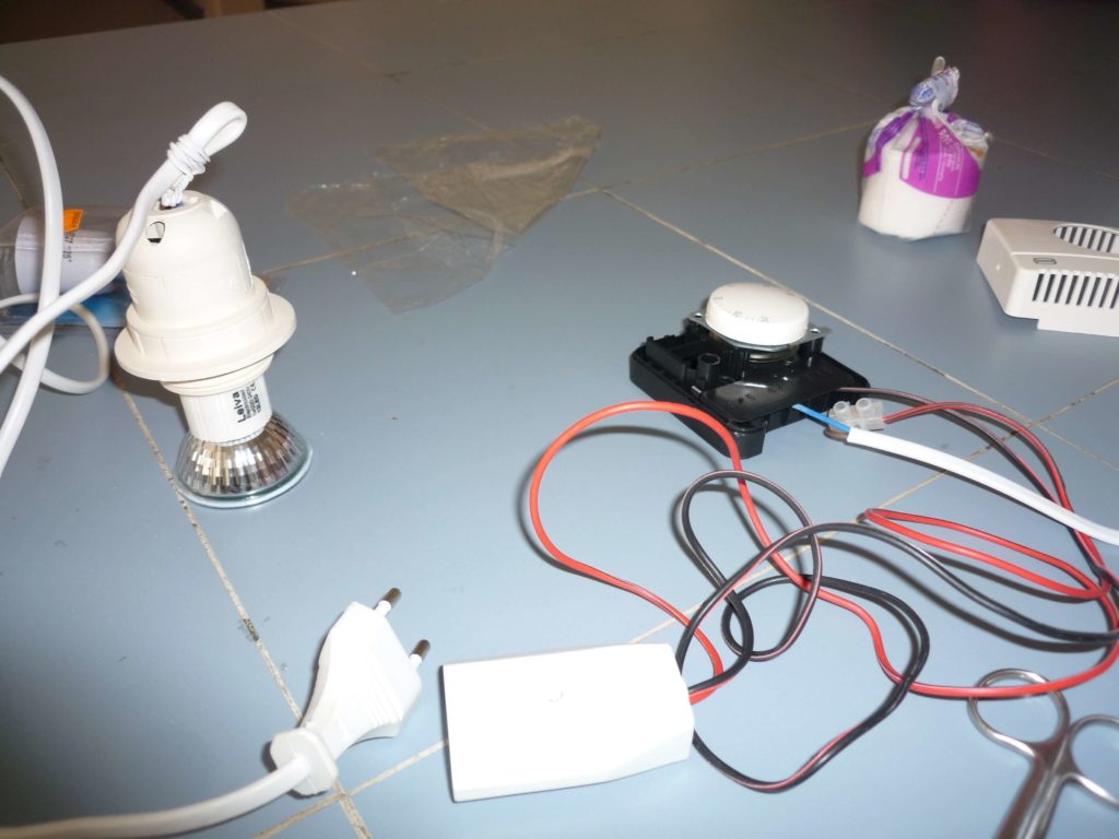 Cómo criar insecto palo. material para proyecto steam secundaria