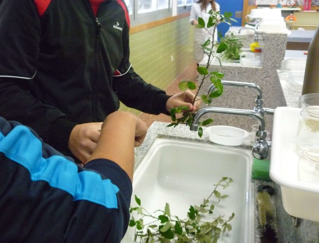 Alimentación de insectos palo.Huevos insecto palo. Proyecto steam secundaria