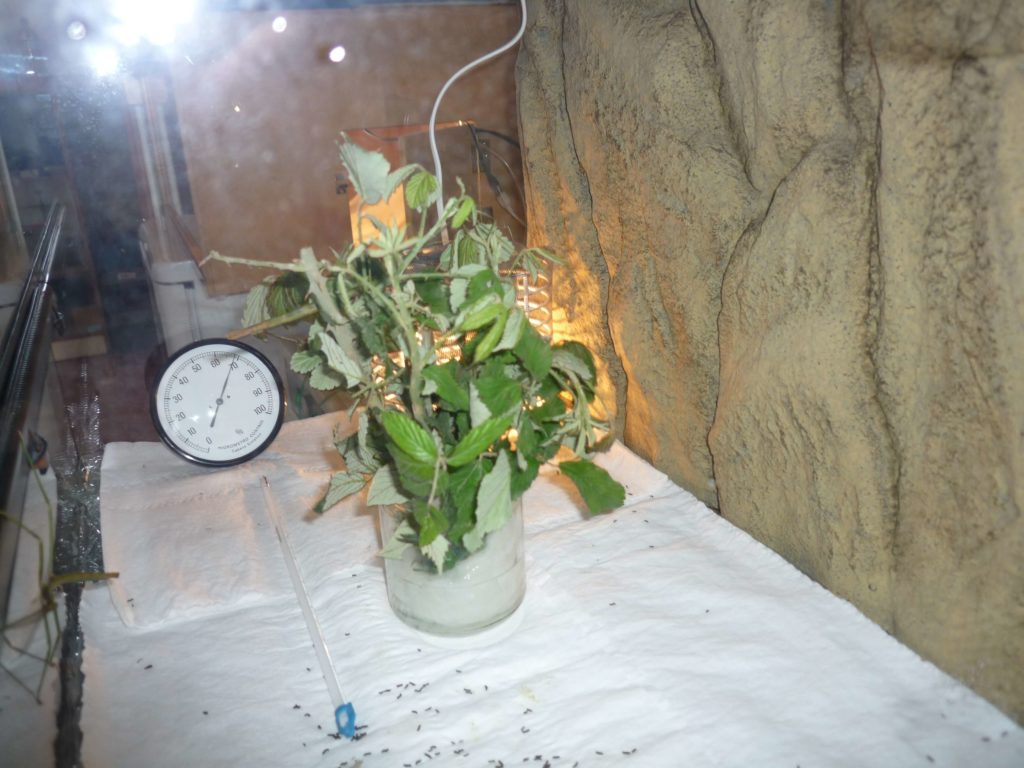 Proyectos steam. qué comen los insectos palo