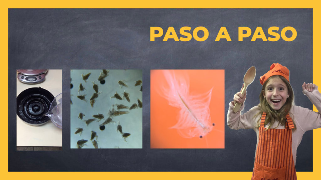 Como preparar artemia salina