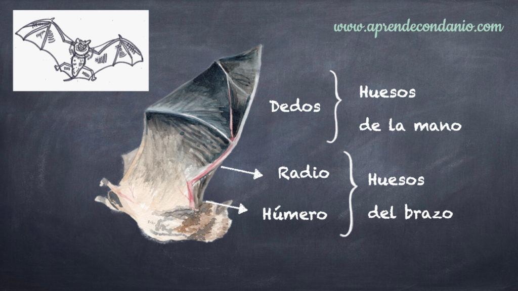 que quiere decir patagio