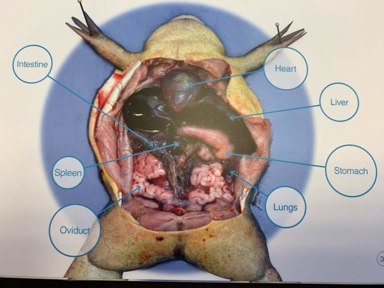 frog dissection kit