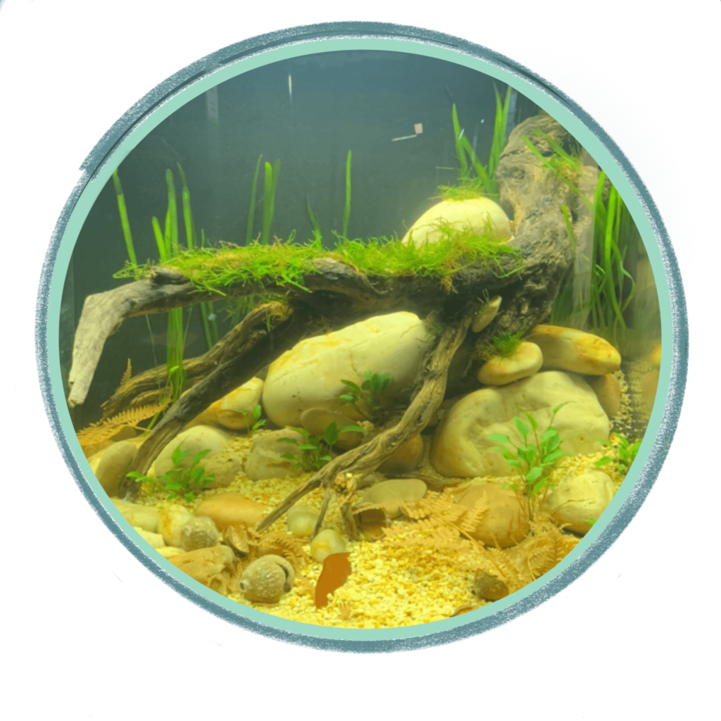 acuario para principiantes