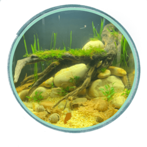 acuario para principiantes