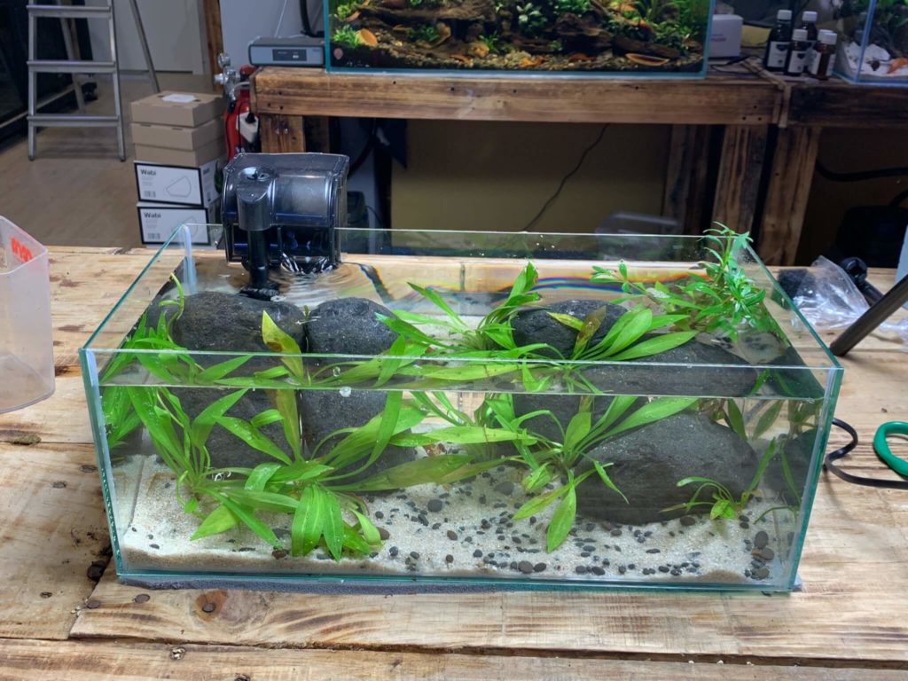 acuario de biotopo asiático