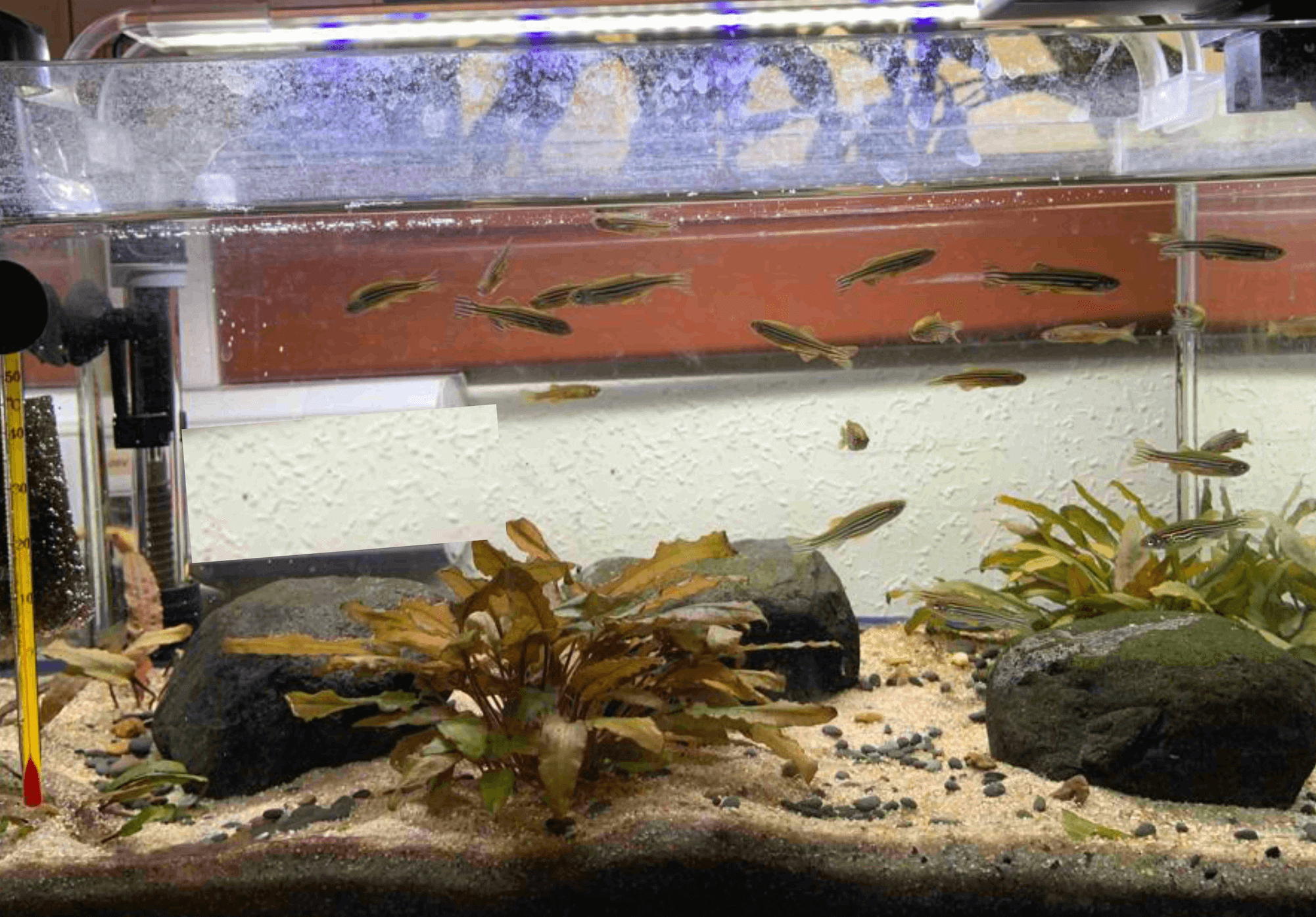 Cómo Trabajar En Un Acuario : ¿Qué Hace Un Acuario En Su Trabajo? – AAMGV