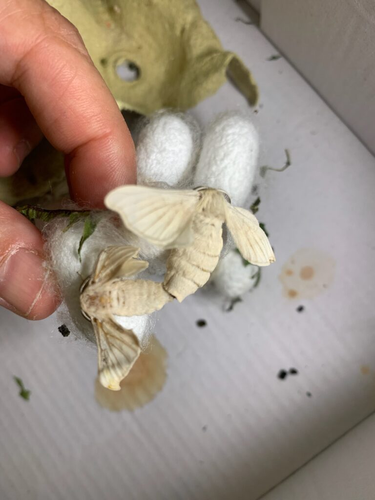 mariposa del gusano de seda
