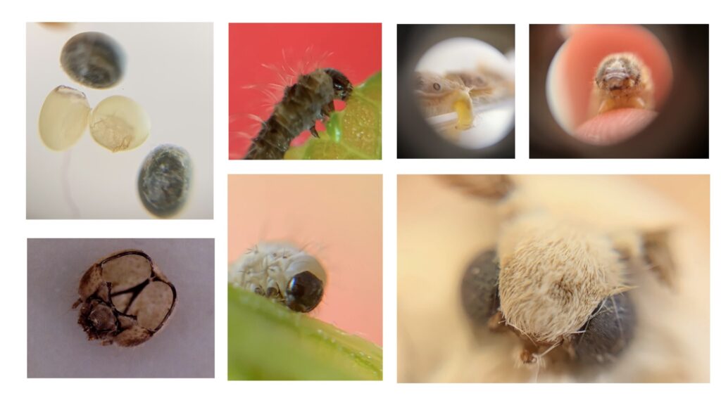 Gusano de seda visto al microscopio