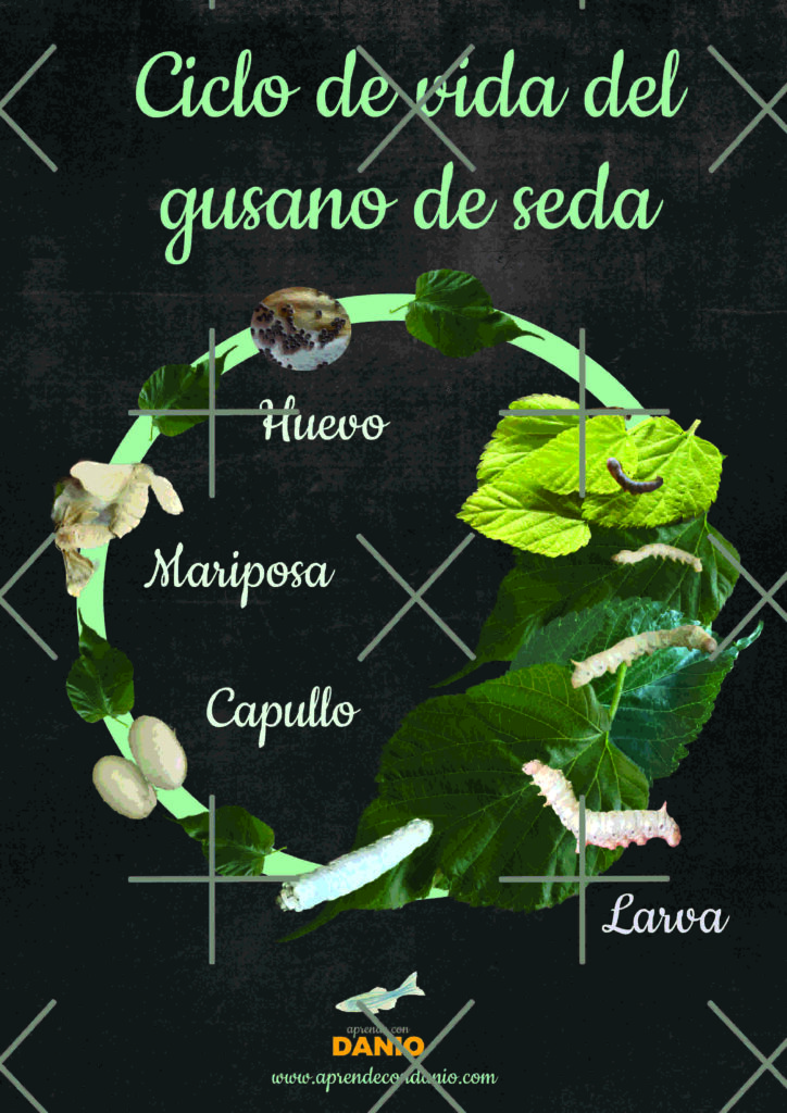 ciclo de vida del gusano de seda