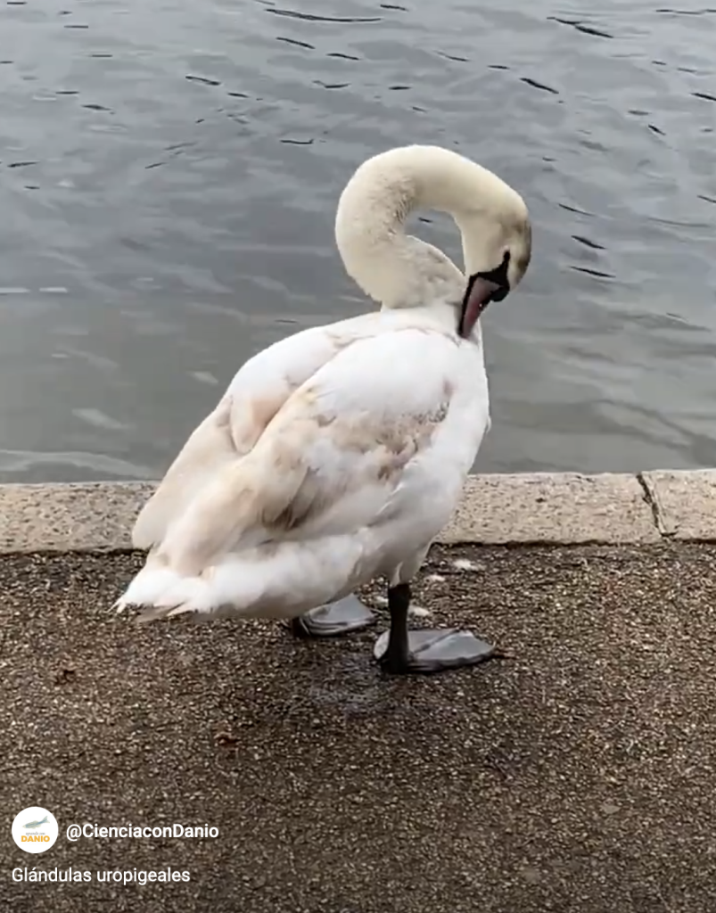 Cisne arreglándose las plumas
