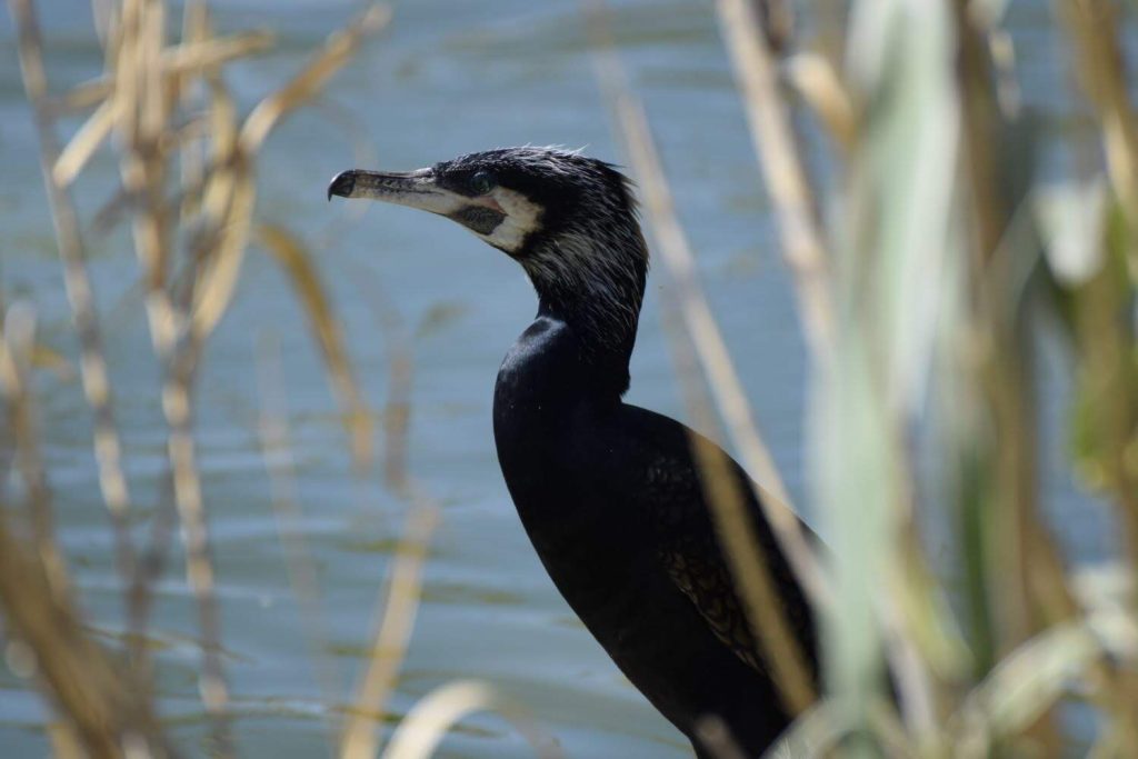 cormoranes España