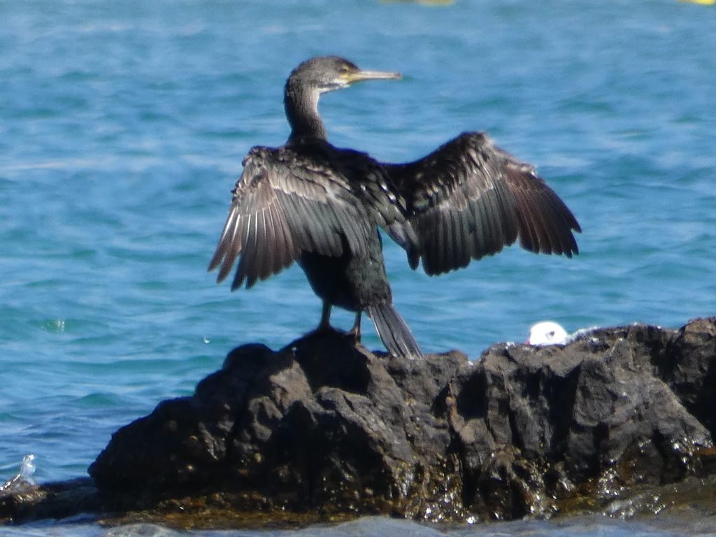 cormorán secando sus alas