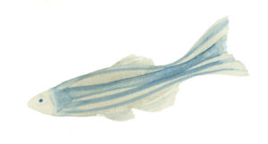 Dibujo de pez